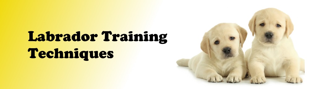 Labrador Training Techniques